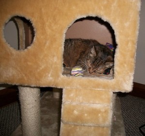 Pepper in the tower that had been in her favorite box