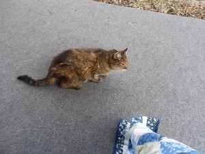 March 2015 was the last time Pepper was able to walk on the porch