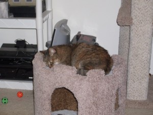 Pepper on the cat castle
