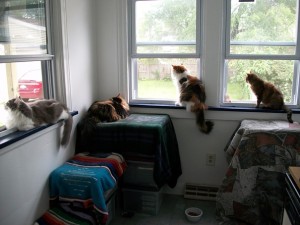 The whole family looks out back